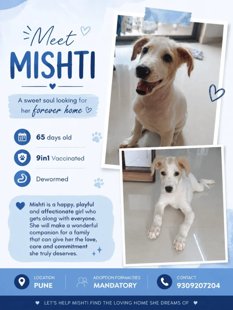 Adoption Appeal!! - dog in Pune