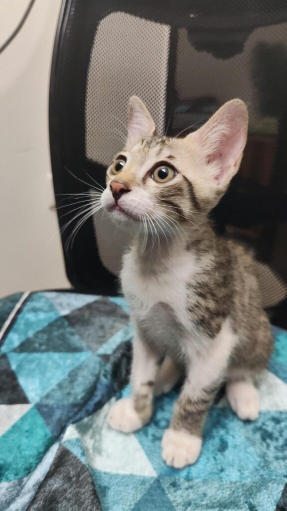 Adoption Appeal – Adorable Tabby Male Kitten Looking for a Forever Home - kitten in Delhi NCR
