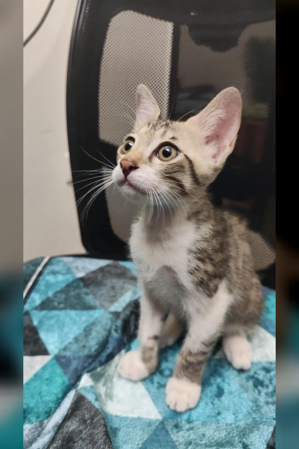 A 2-Month-Old Tabby Male Kitten Needs a Loving Home — Delhi NCR