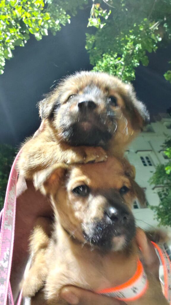 Adoption appeal - pet in Bengaluru