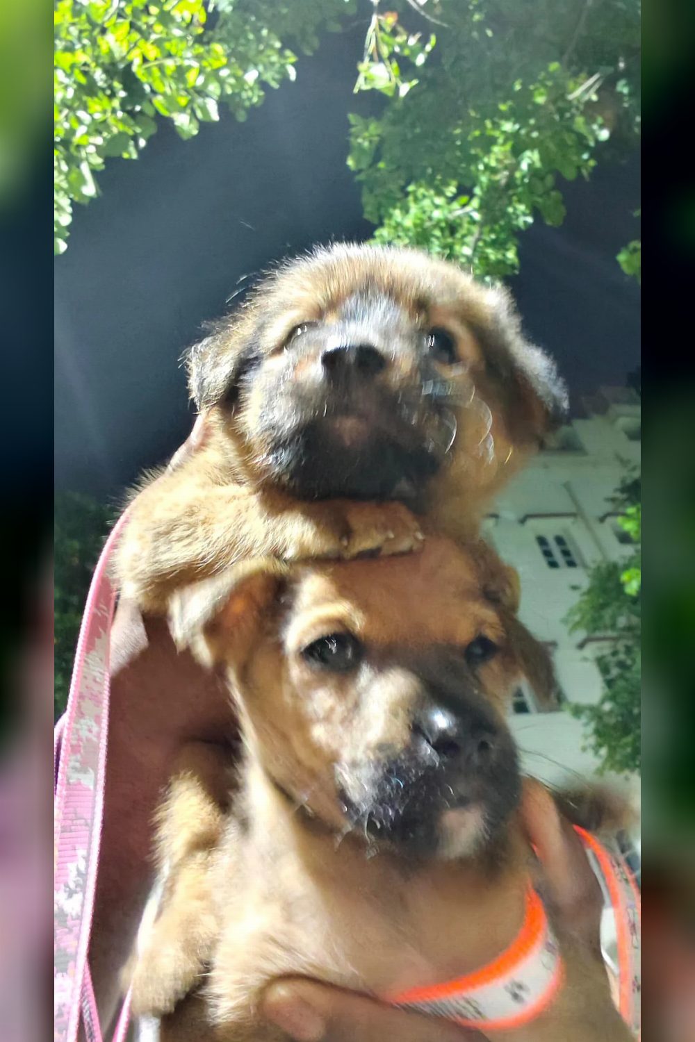 Two 3-week-old indies for adoption — Bengaluru