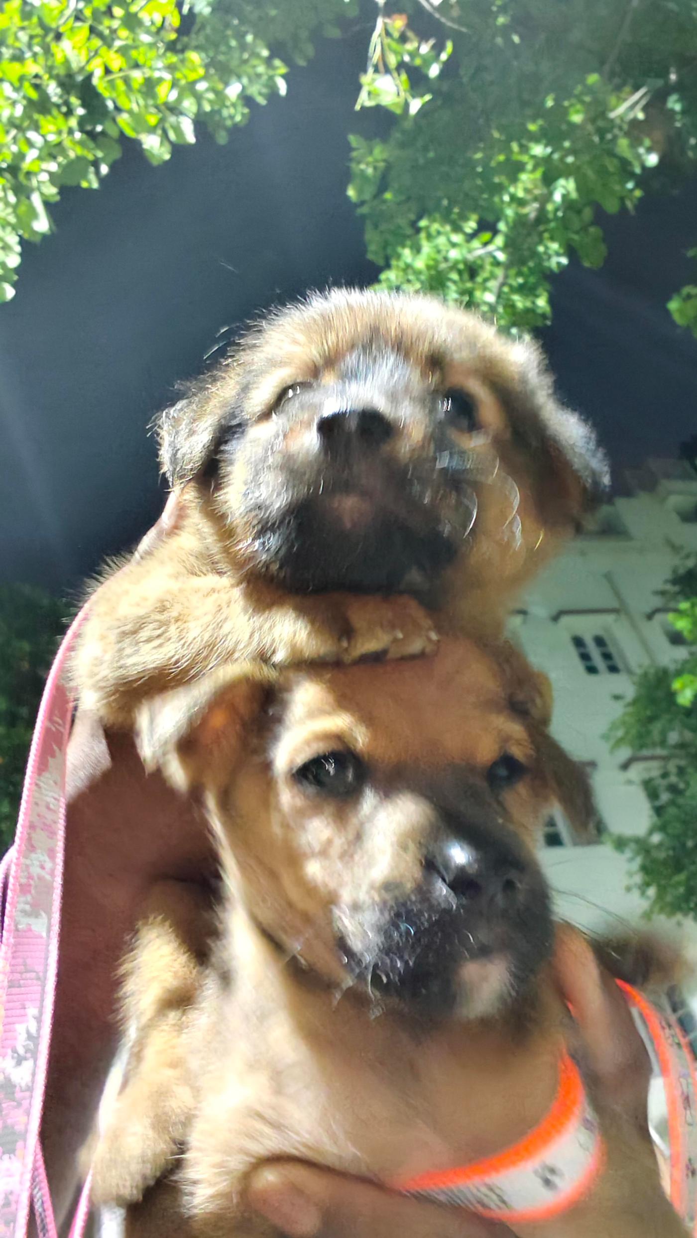 Adoption appeal — Bengaluru