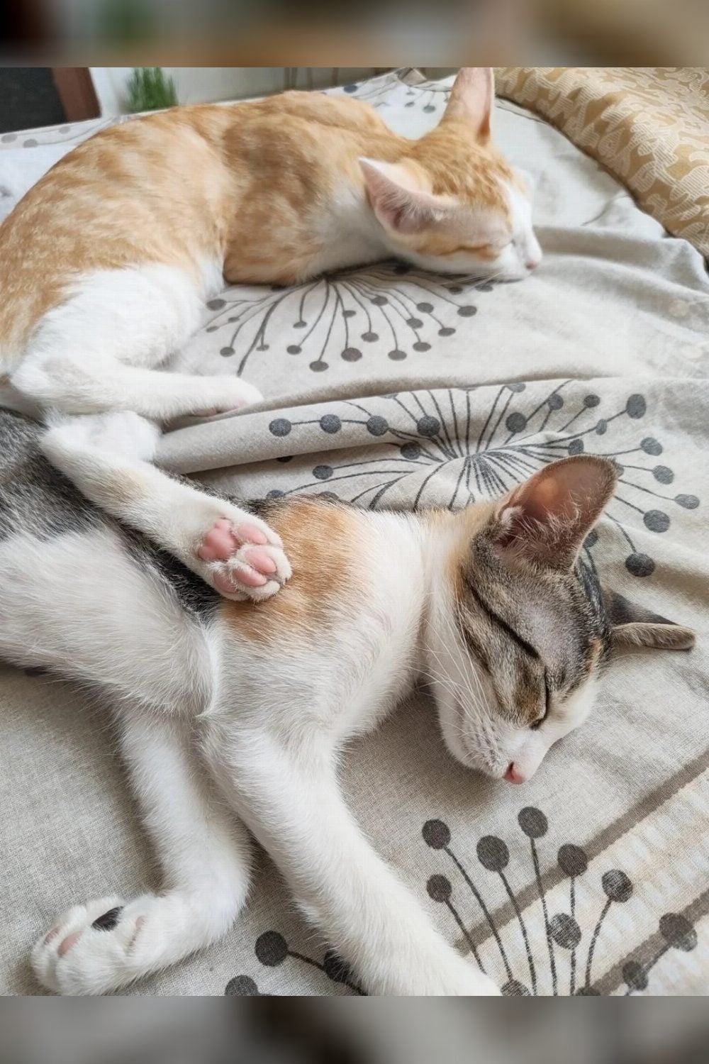 4-month-old female for adoption — Bengaluru