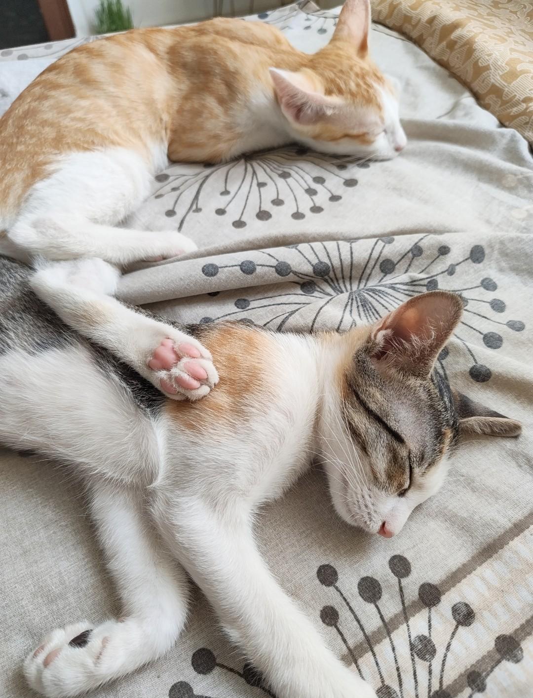 Adoption appeal: Bonded sisters in Bangalore