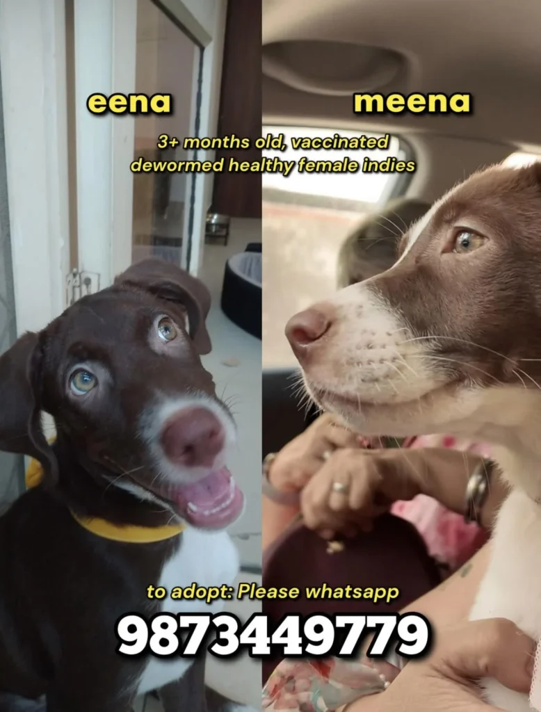 Eena and Meena, two three-month-old vaccinated female indie dogs in Delhi NCR