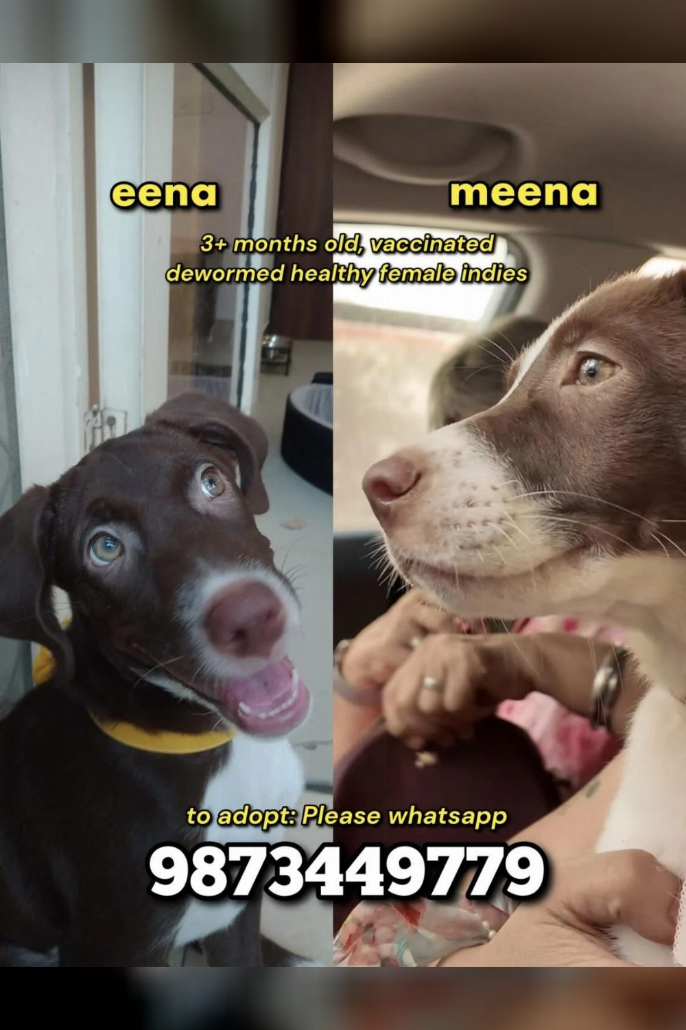 Eena and Meena, two vaccinated indie sisters, need homes — Delhi NCR