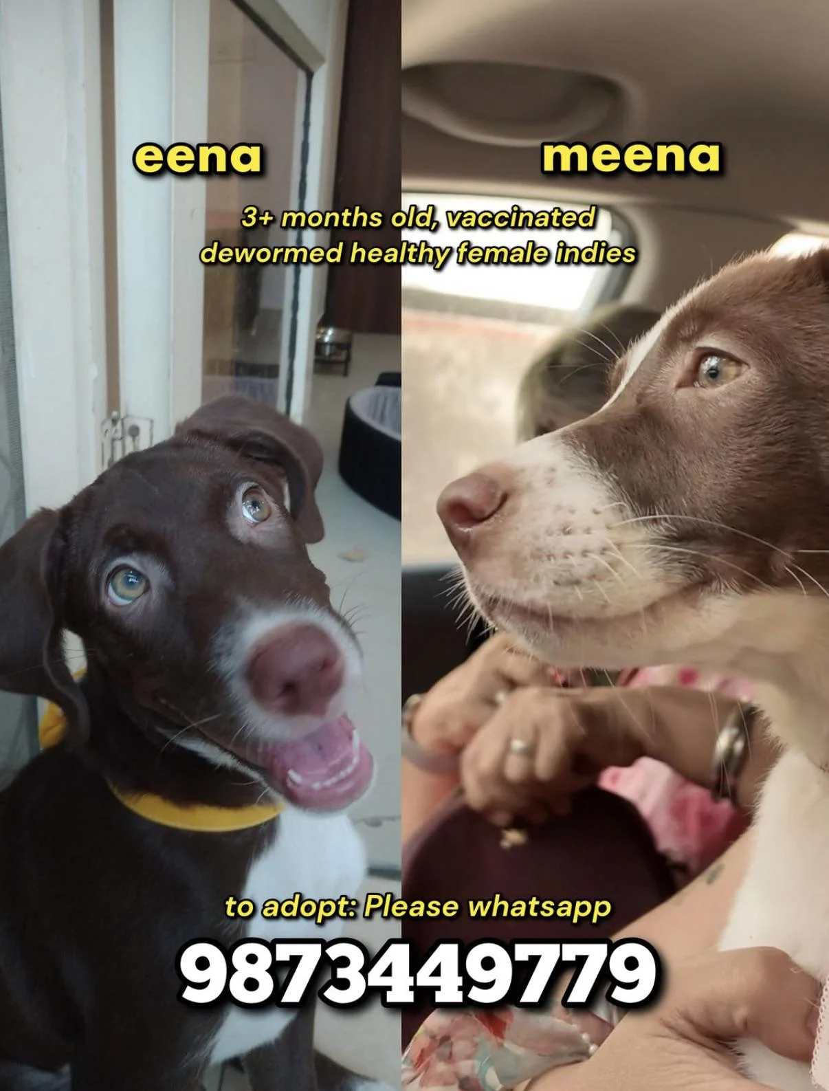 Eena and Meena, two vaccinated indie sisters, need homes in Delhi NCR