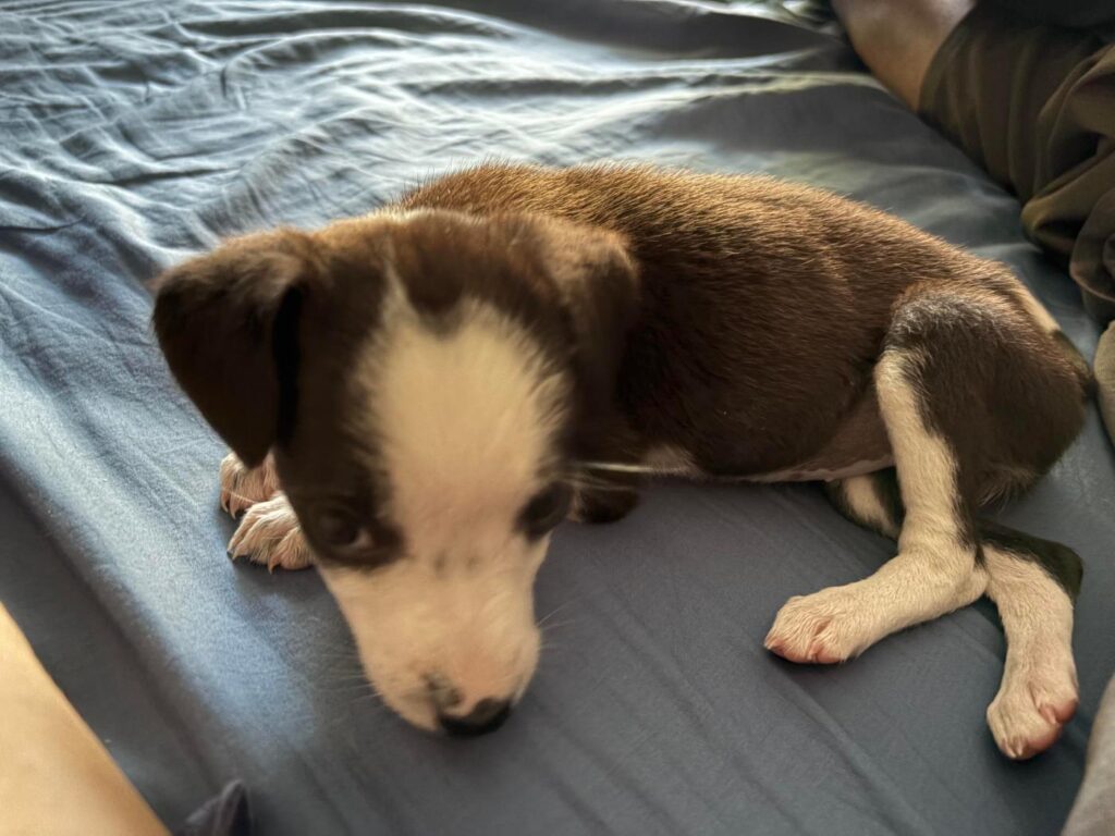 Adoption Appeal – Daisy - pet in Delhi NCR