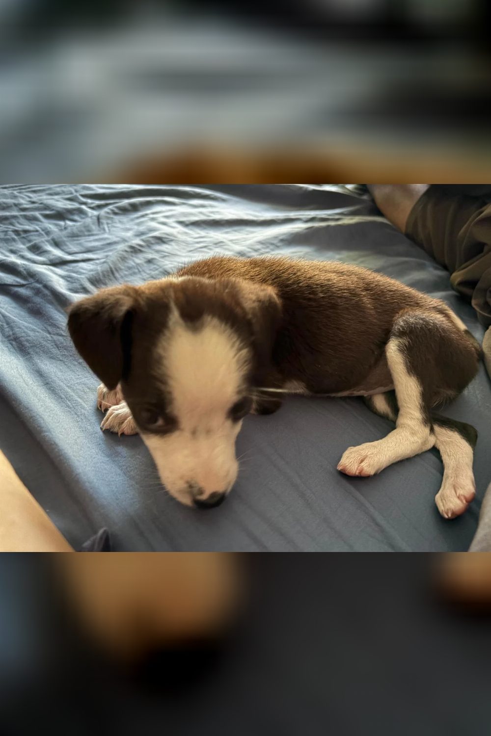 Daisy up for adoption — Delhi NCR