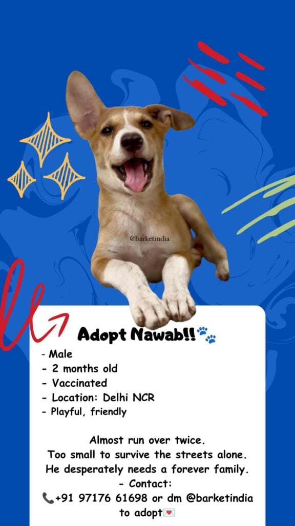 Adoption Appeal: Delhi, India - pet in Delhi NCR