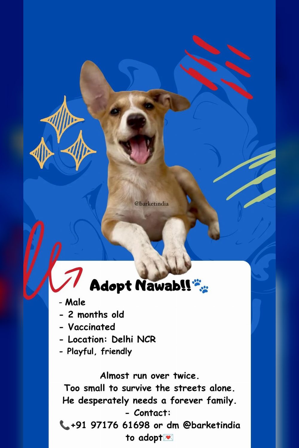 Nawab was almost run over twice before he turned two months old — Delhi NCR