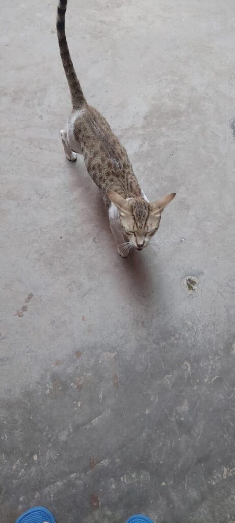 Adoption appeal for a 10 months old cat near Varanasi - kitten in Varanasi