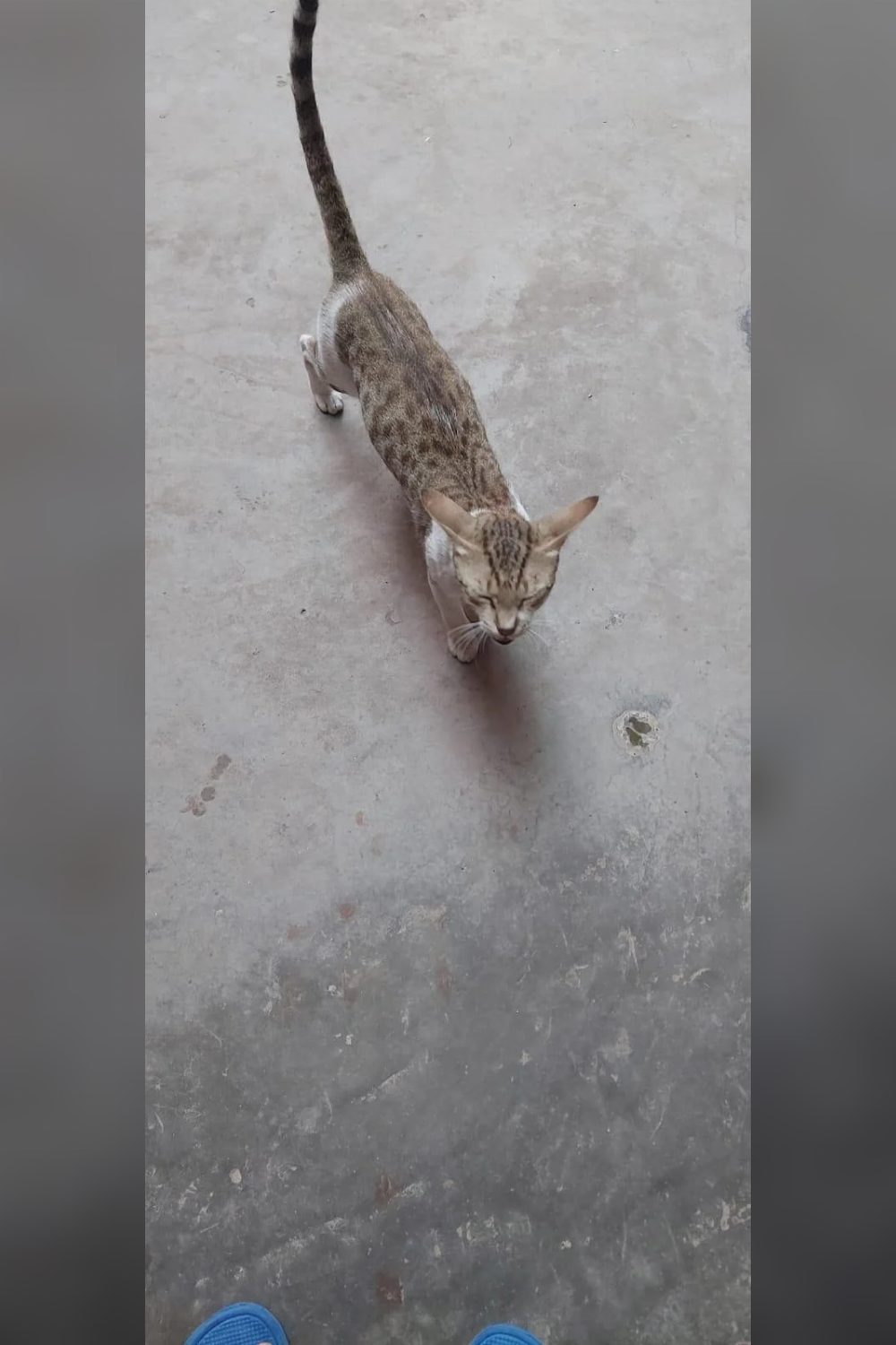 10-month-old cat for adoption — Varanasi