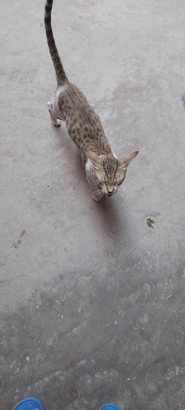 Adoption appeal for a 10 months old cat near Varanasi