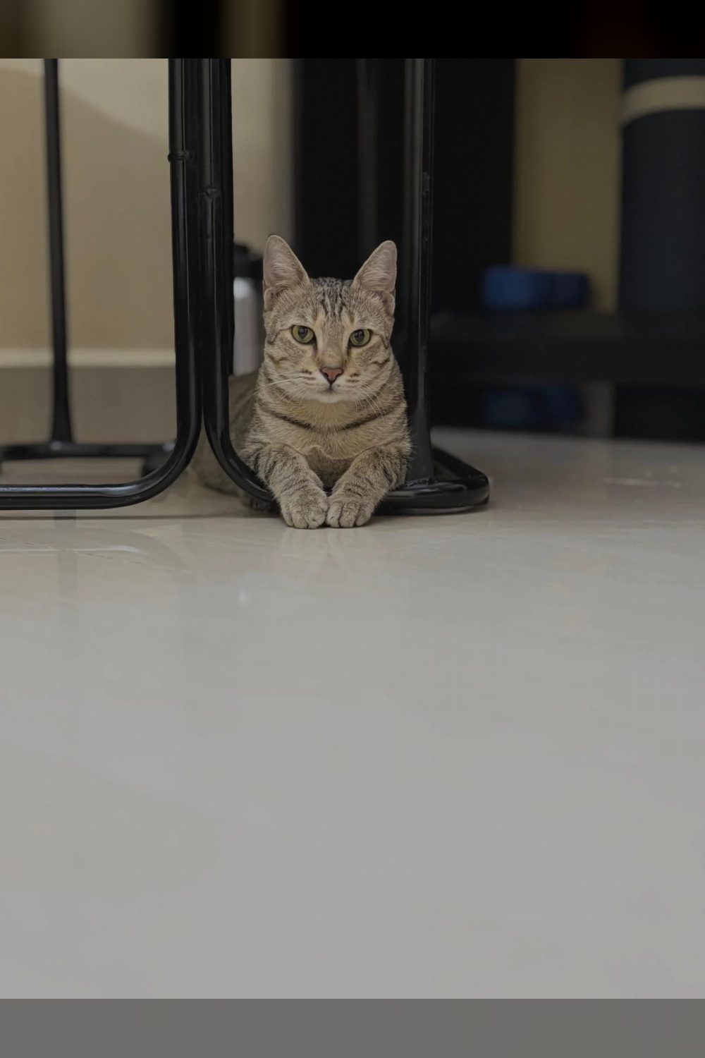 Two kittens for adoption — Chennai