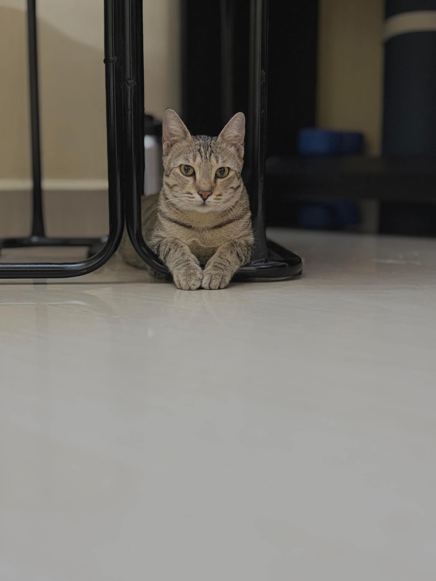 Adoption appeal for a stray cat mom and her 2 kittens — Chennai