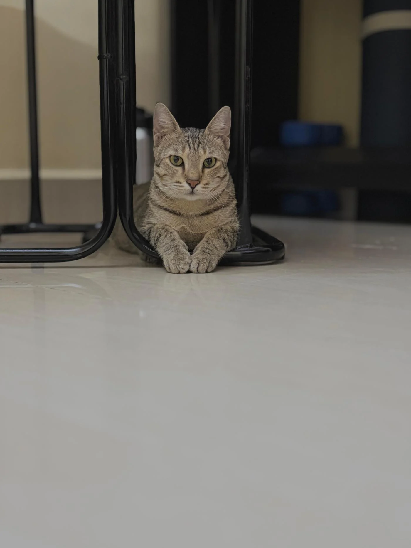 Two kittens for adoption in Chennai