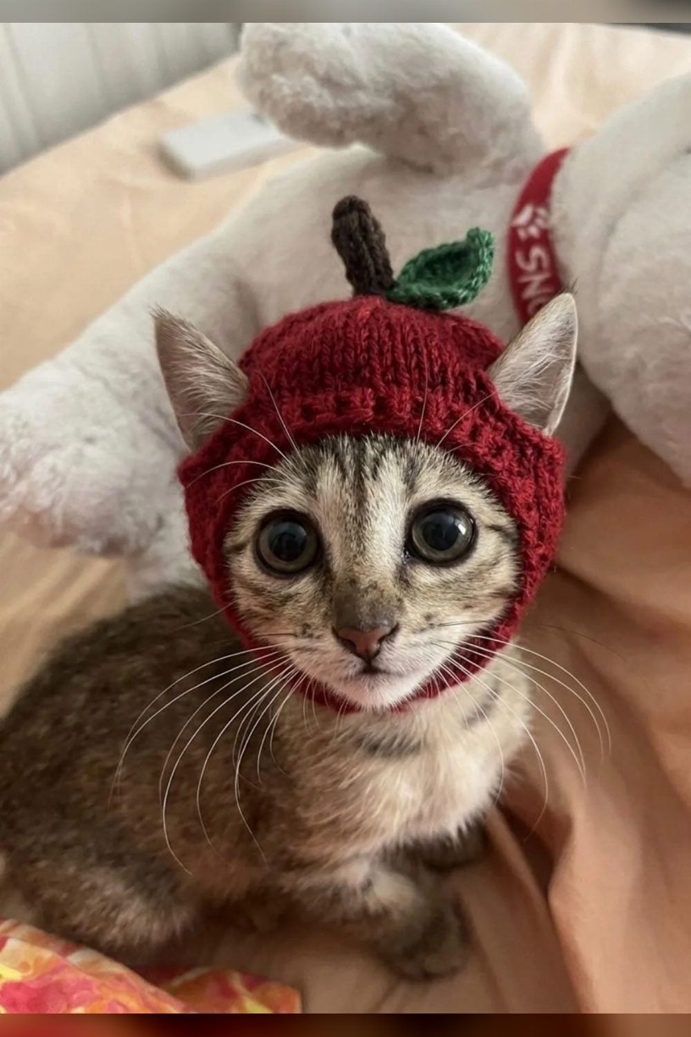 Adopt Fiona, a 3-month-old kitten — Delhi NCR