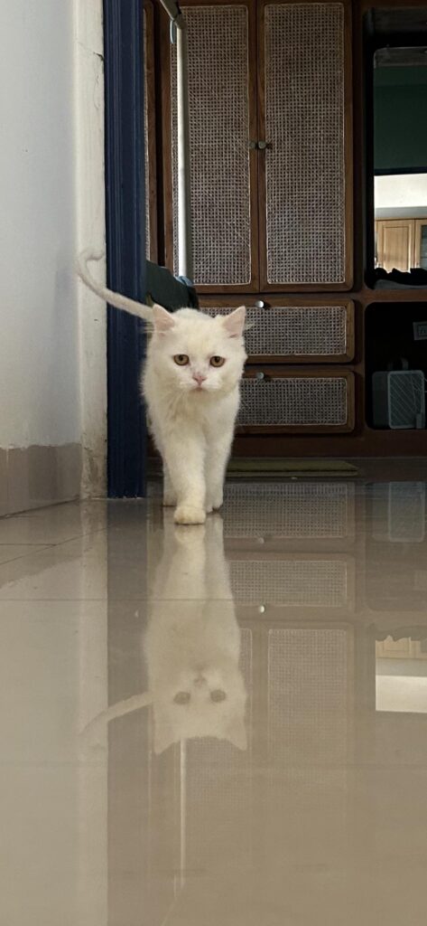 [City?] Adoption Appeal - pet in India