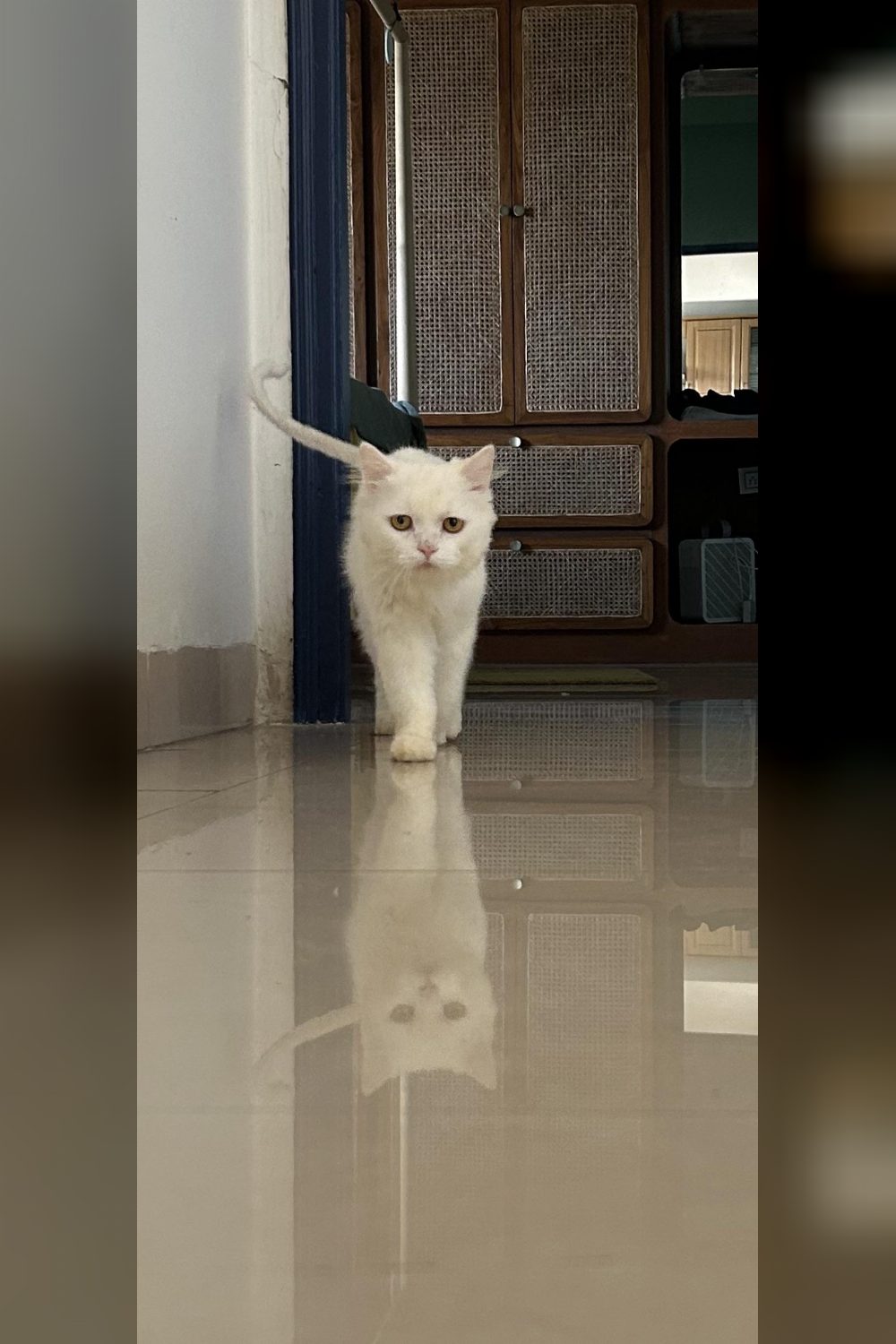 Year-old Persian cat for adoption — Hyderabad