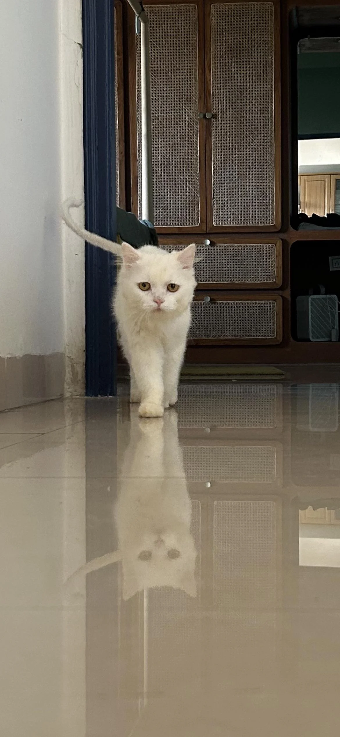 Year-old Persian cat for adoption in Hyderabad