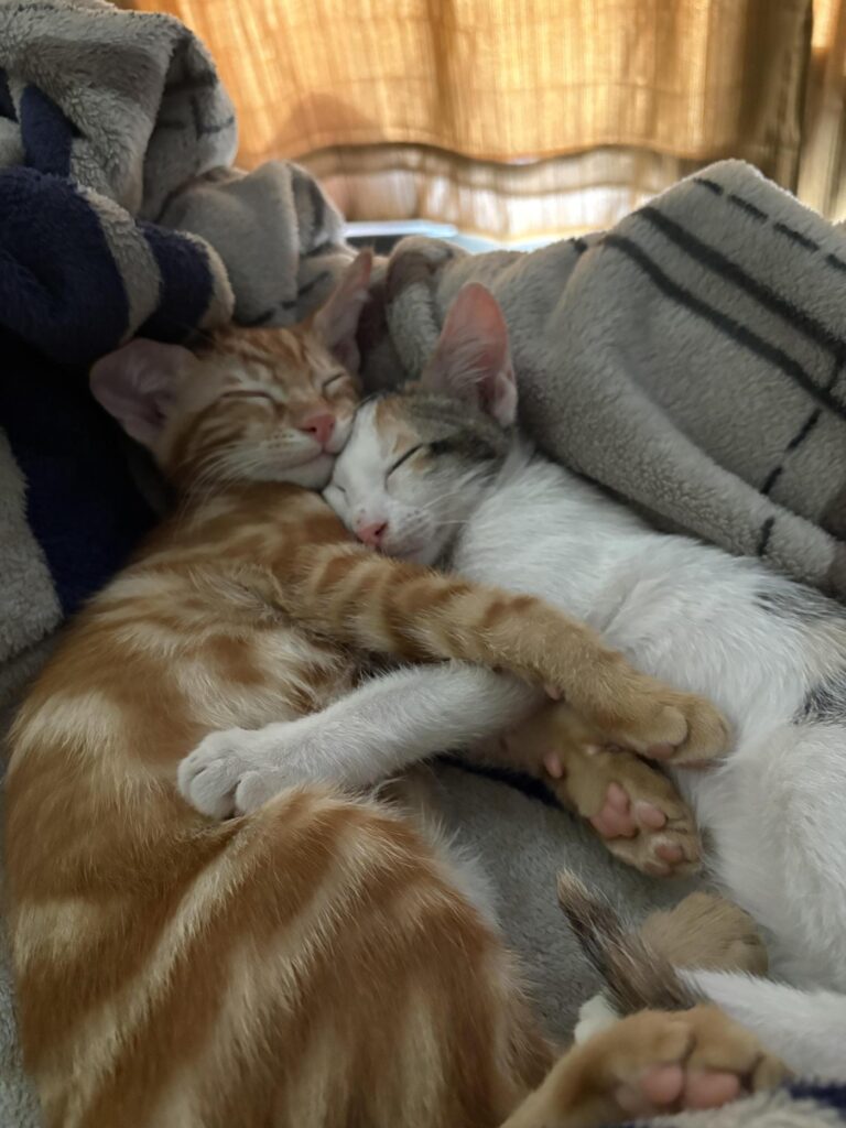 Adoption - Nuggy & MAU two adorable indie kittens almost 3 months old, th... - kitten in Delhi NCR