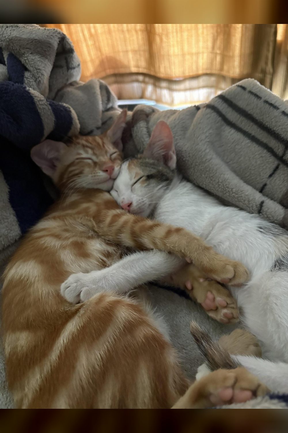 Nuggy & MAU, adorable indie kittens almost 3 months old — Delhi NCR