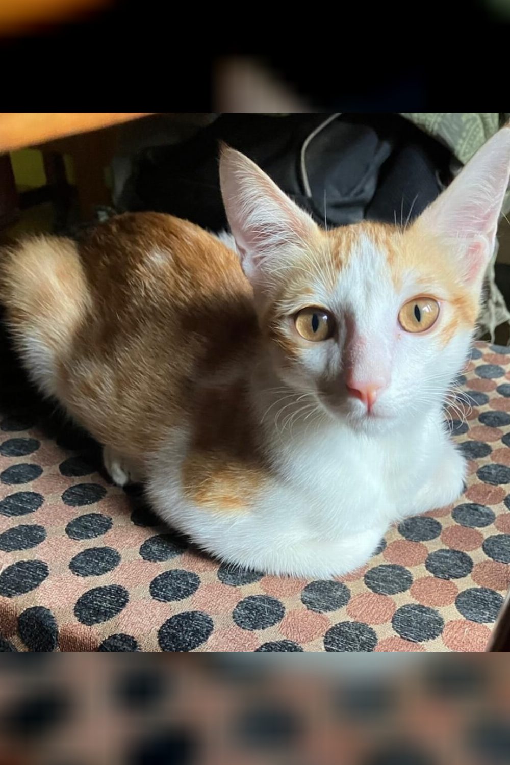 1-year-old male kitten for adoption β Dehradun