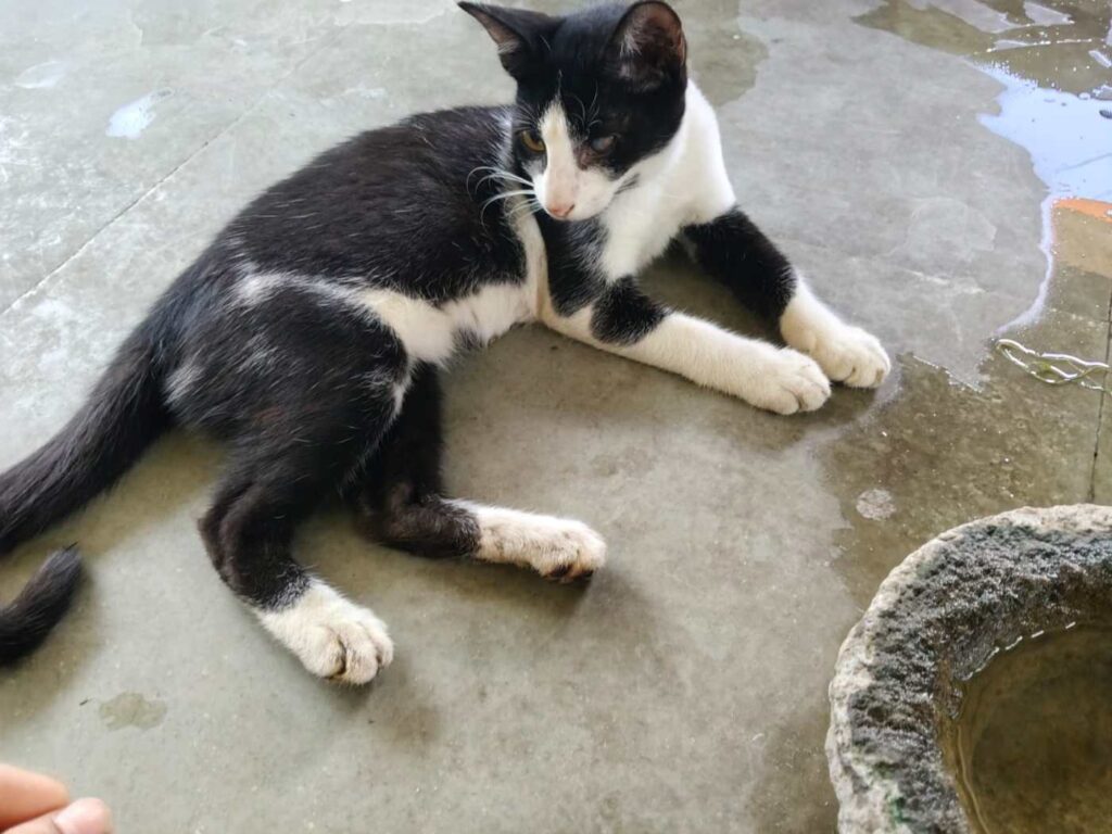 Adoption Request for 5 month old kitties - pet in Mumbai