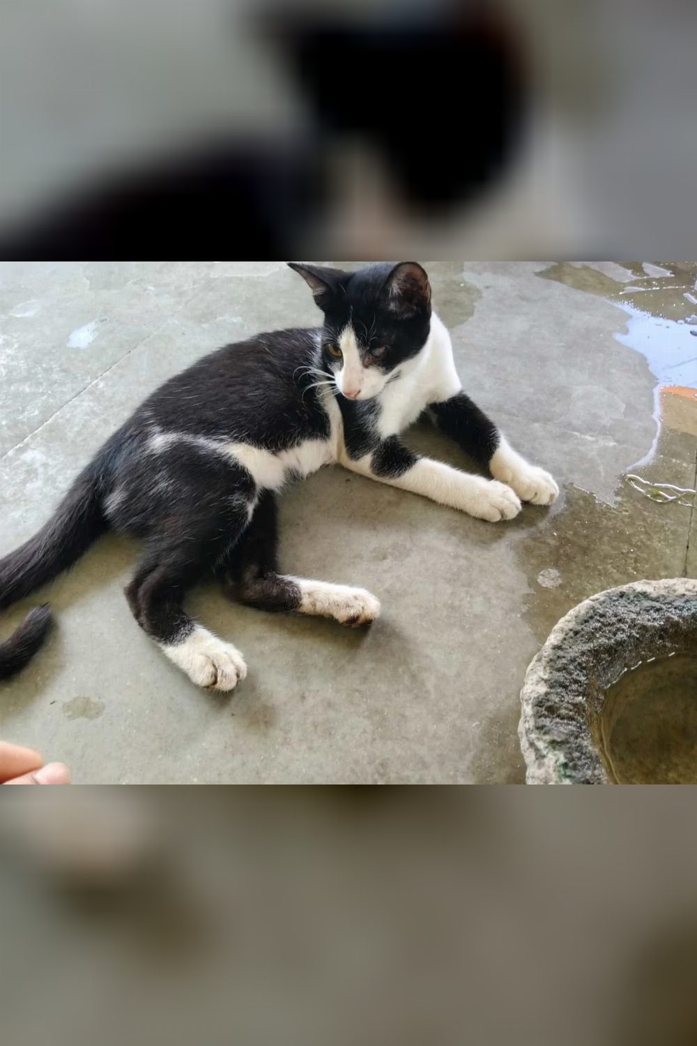 Five 2-month-old kittens for adoption in Vasai — Mumbai