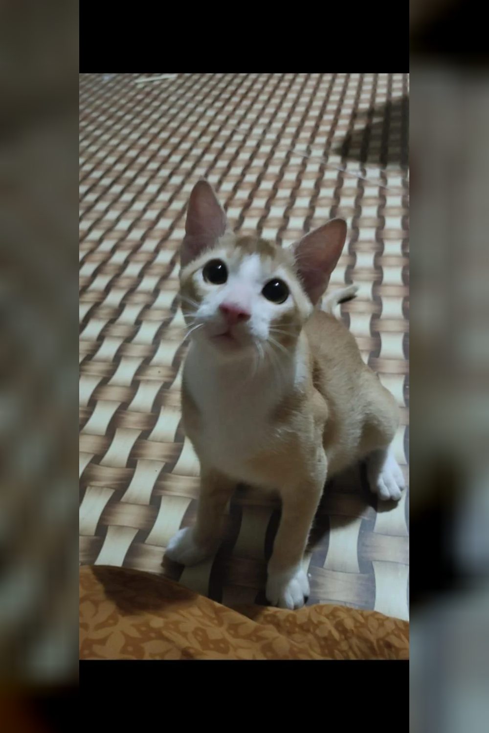 4-month-old male kitten for adoption — Thane