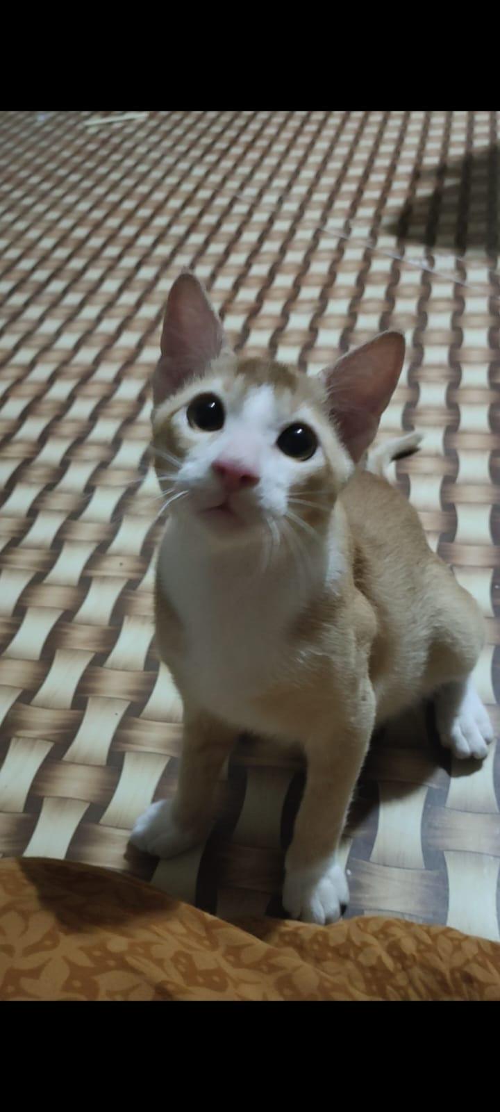 Adoption Request. Location: Thane, Mumbai