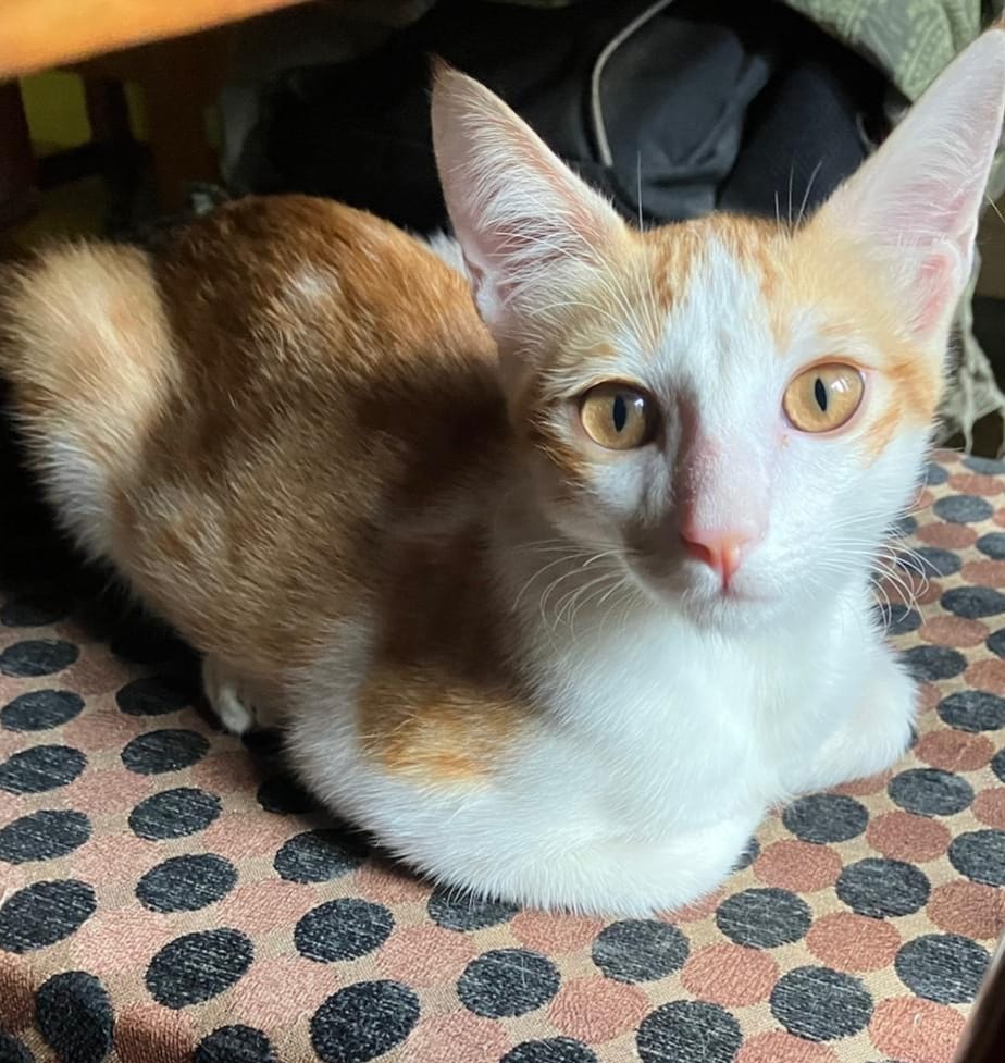 [Dehradun] Adoption Request