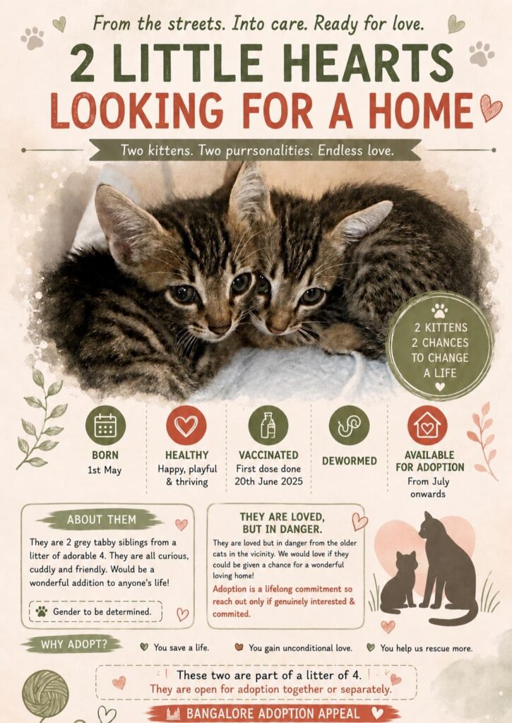 Adorable Bangalore kittens for adoptions - kitten in Bengaluru