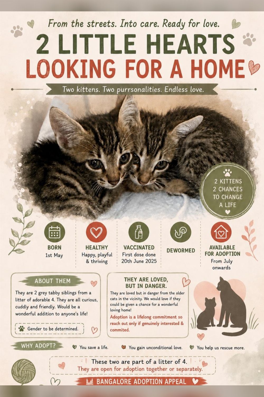 Adorable Bengaluru kittens for adoptions