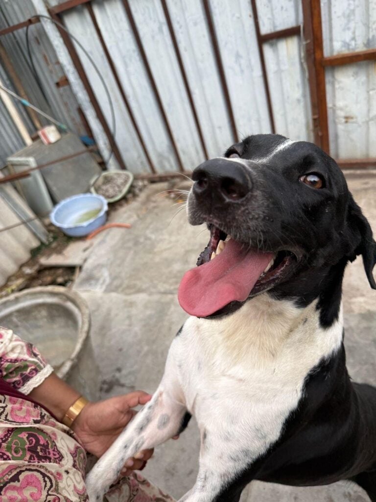 An indie/lab abandoned dog needs a home, adoptable dog in Hyderabad