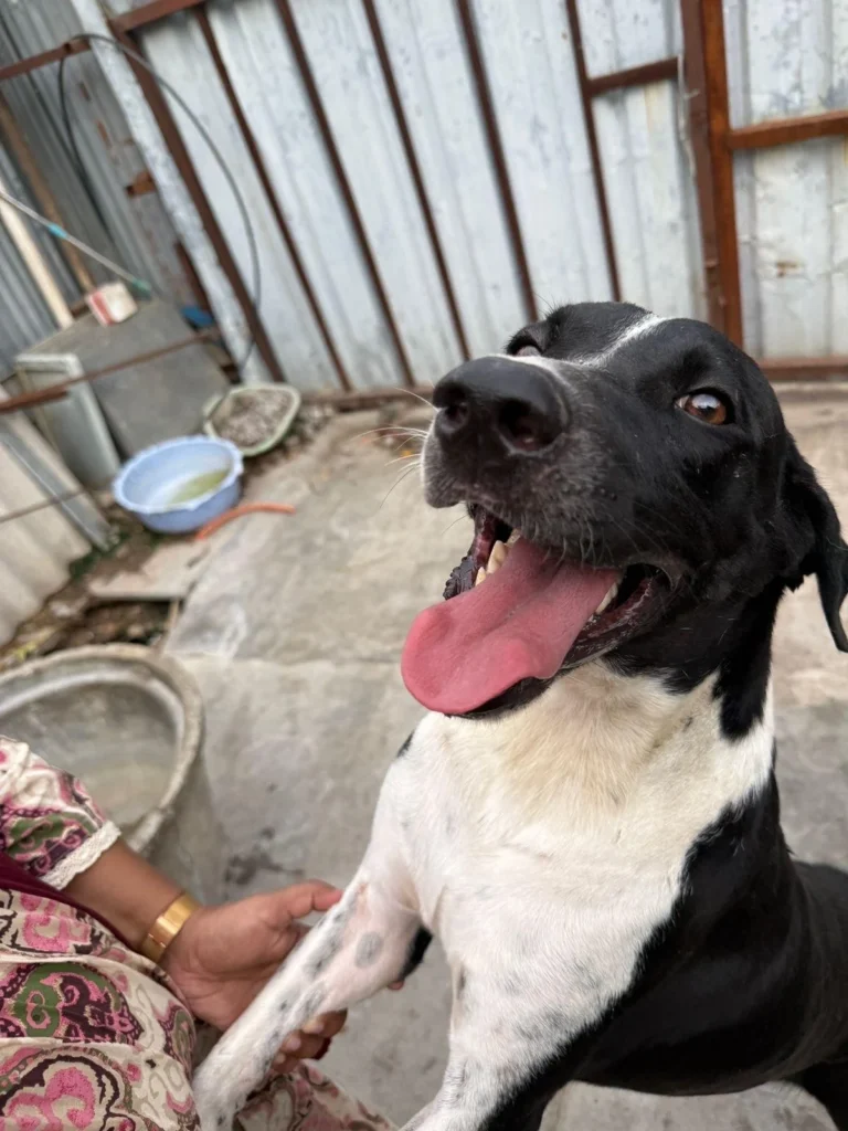 An indie/lab abandoned dog needs a home - dog for adoption in Hyderabad