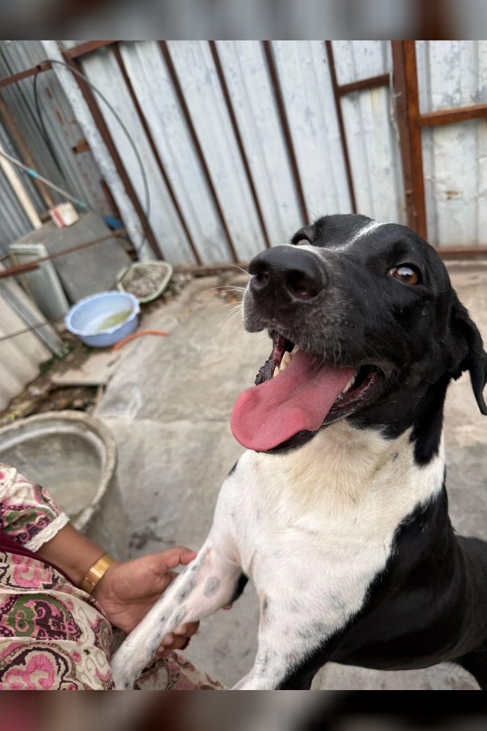 An indie/lab abandoned dog needs a home — Hyderabad