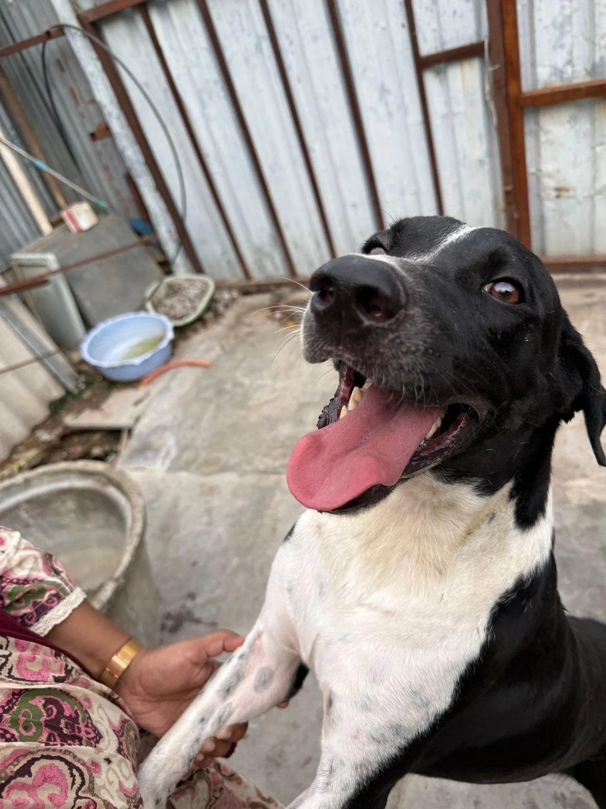 An indie/lab abandoned dog needs a home in Hyderabad
