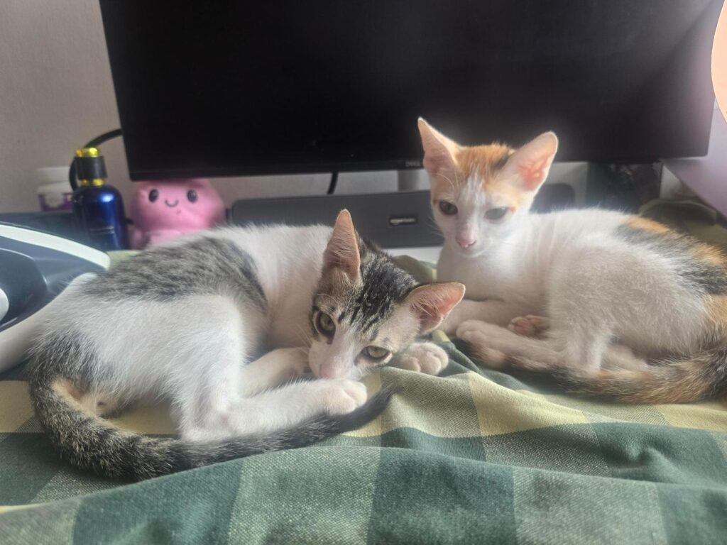 [City?] Anyone willing to adopt 2 cats??? Kanyakumari Tamilnadu - pet in India