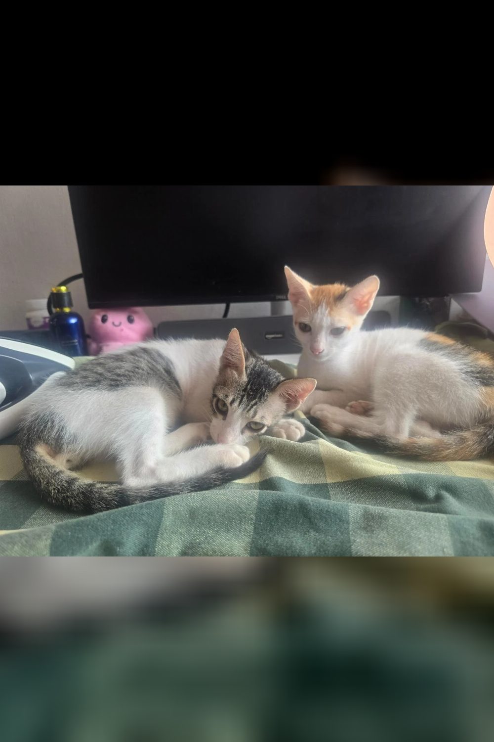 Anyone willing to adopt 2 cats? — Kanyakumari