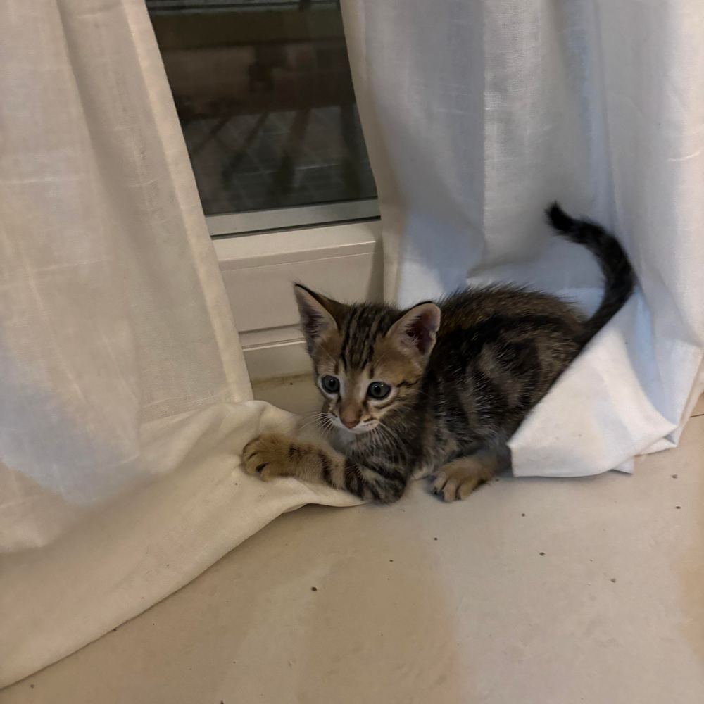 Bengal-mix kitten β Bangalore