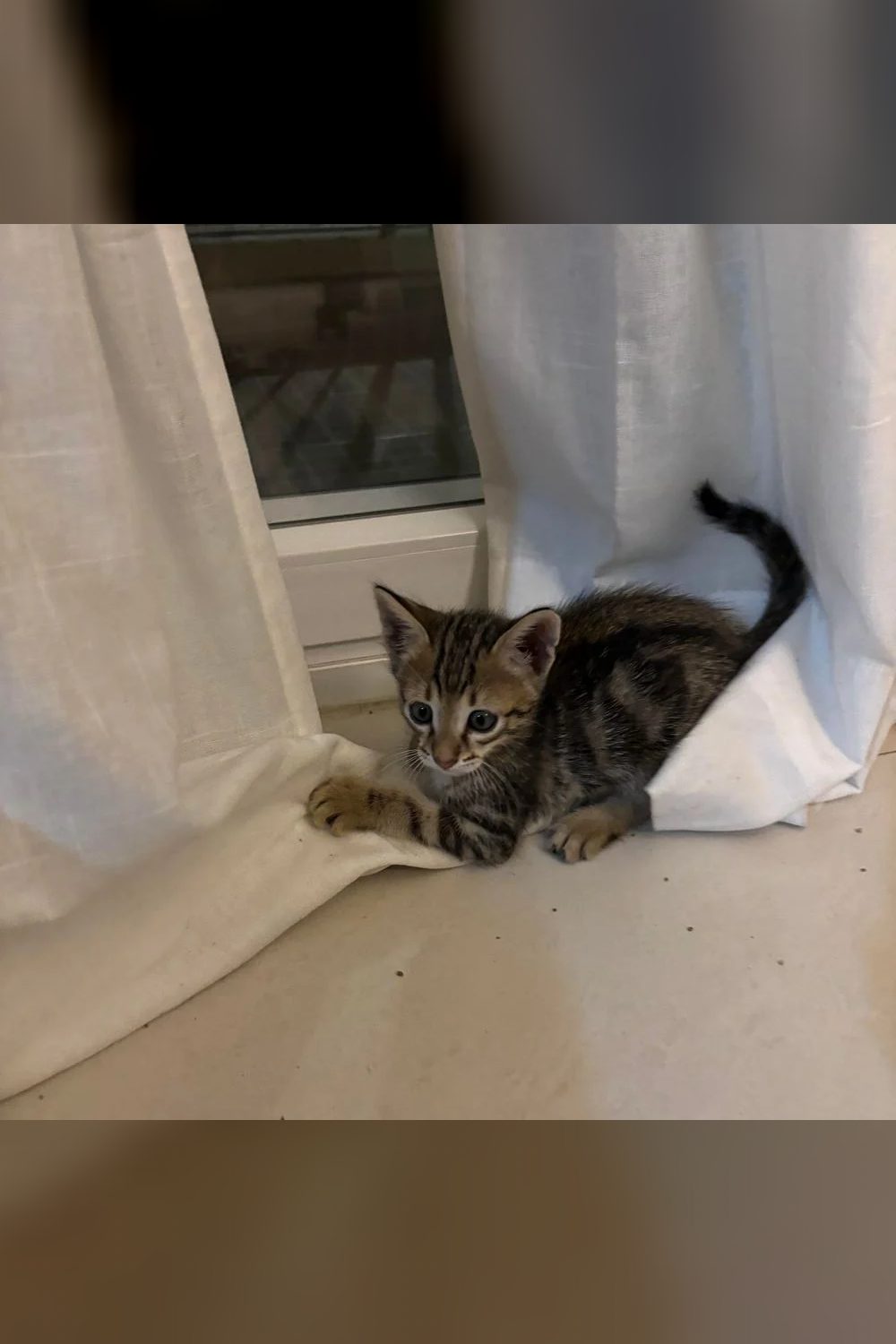 Bengal-mix kitten — Bengaluru