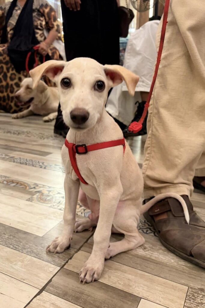 Berry, the doggo, needs a home in Mumbai - dog for adoption in Mumbai
