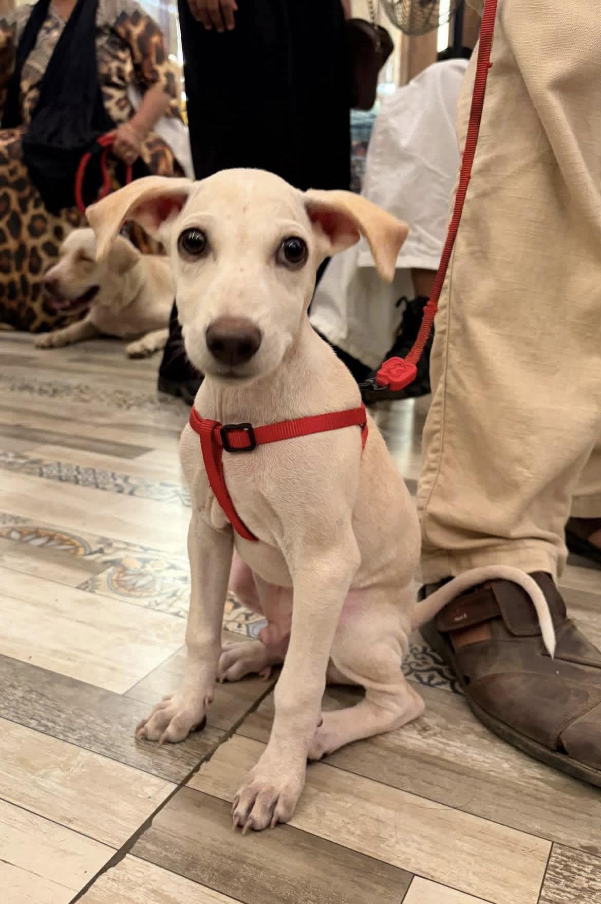 Berry, the doggo, needs a home — Mumbai