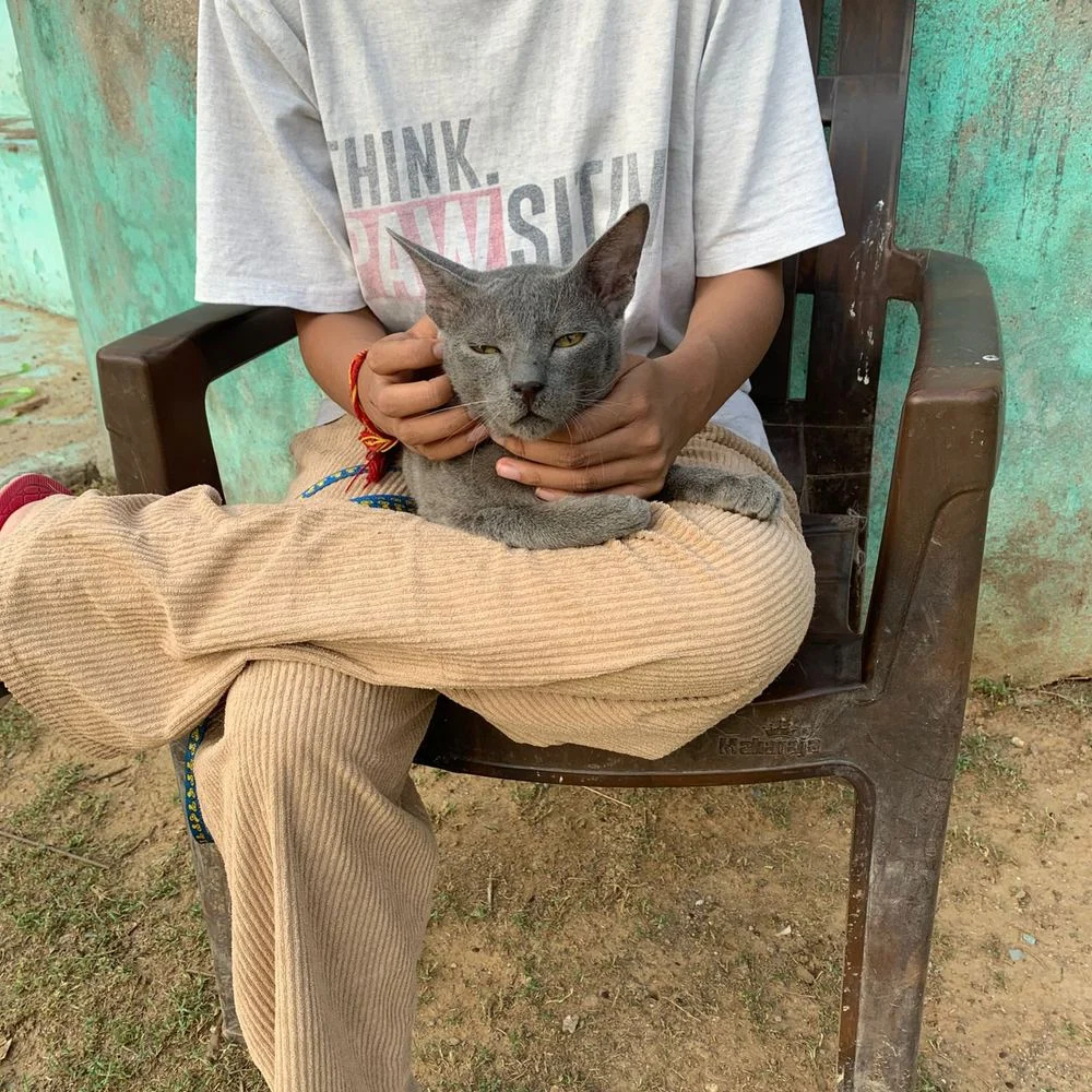 Blu, a Russian Blue mix cat available for adoption in Delhi NCR