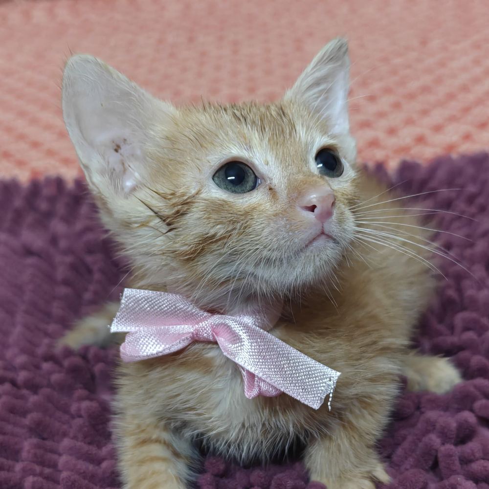 Two bonded kittens β Delhi NCR