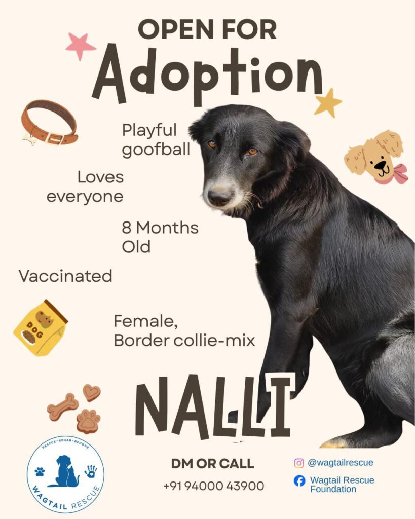 Border collie mix for adoption - pet in India