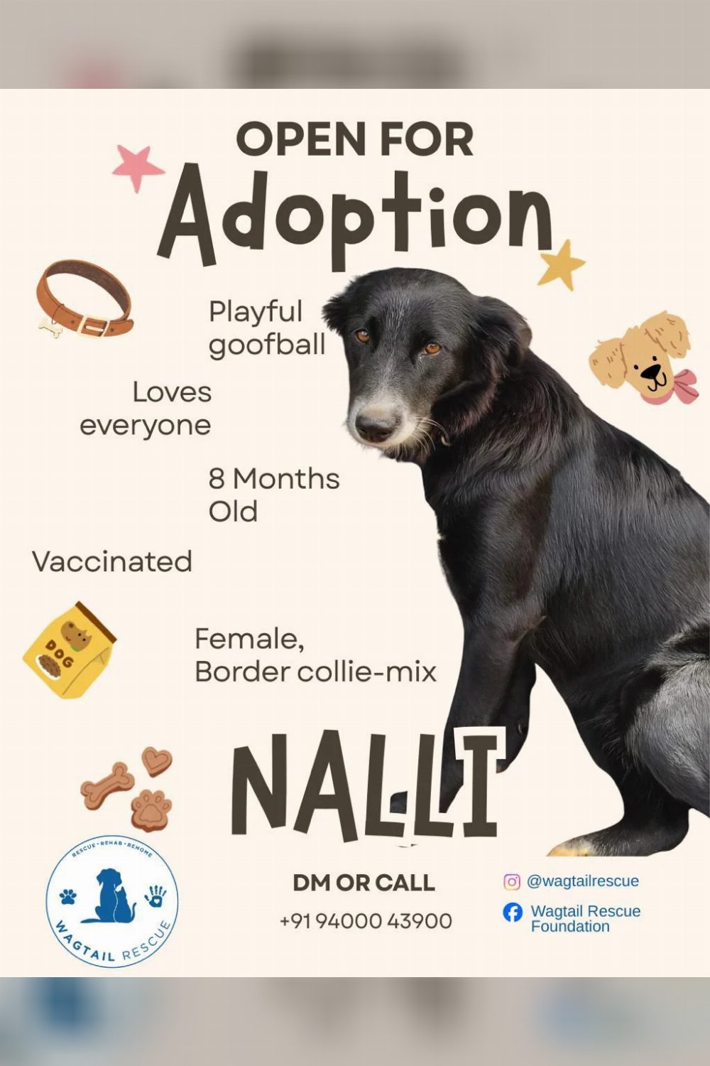 Border collie mix for adoption — Ooty