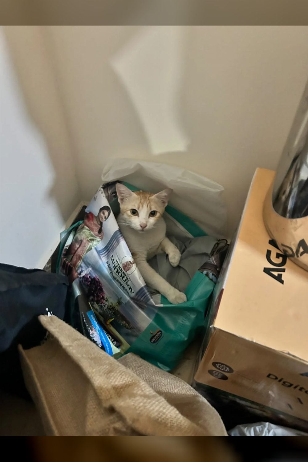 Can Anyone Adopt or Foster a Mother Cat and 4 Small Kittens? (Hyderabad)